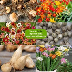 Tipologia bulbo bulboniera bomboniera