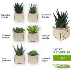 ordina online pianta succulenta grassa in vaso di legno da personalizzare