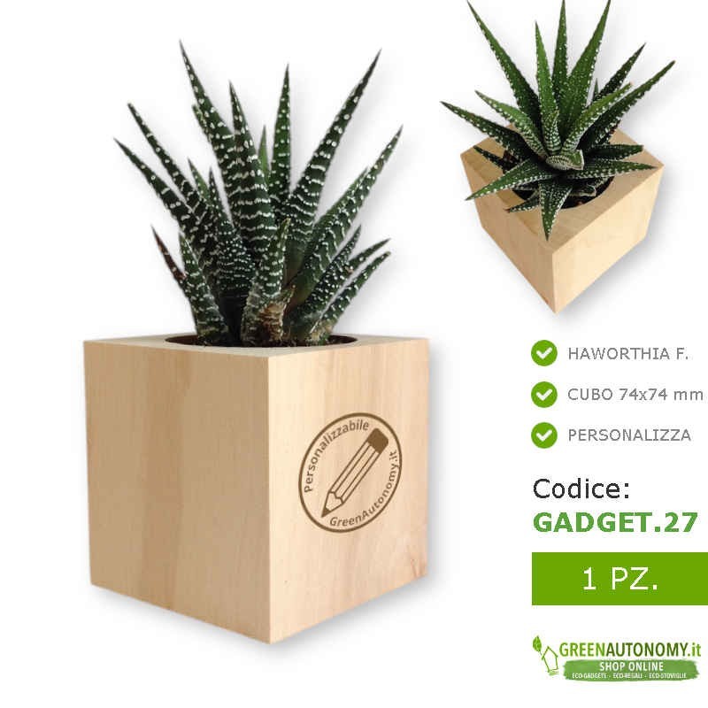 Haworthia fasciata pianta succulenta grassa in vaso da personalizzare per regalo maestre