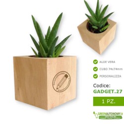 Aloe vera pianta succulenta grassa in vaso da personalizzare per idea regalo bomboniera