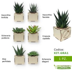 Bomboniera battesimo personalizzabile tipologia piante grasse