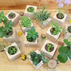 Kit 25 eco-cubi bomboniere piantabili utili ed originali