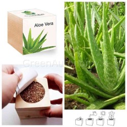 Ecocube pianta esotica aloe vera