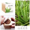 Ecocube pianta esotica aloe vera