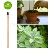 Idea regalo eco-matita da piantare salvia