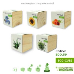 Piante-Fiori in cubo disponibili in scatola regalo di Natale